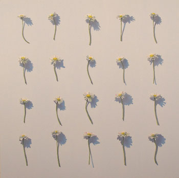 Kirsty Lorenz 'Twenty Daisies'